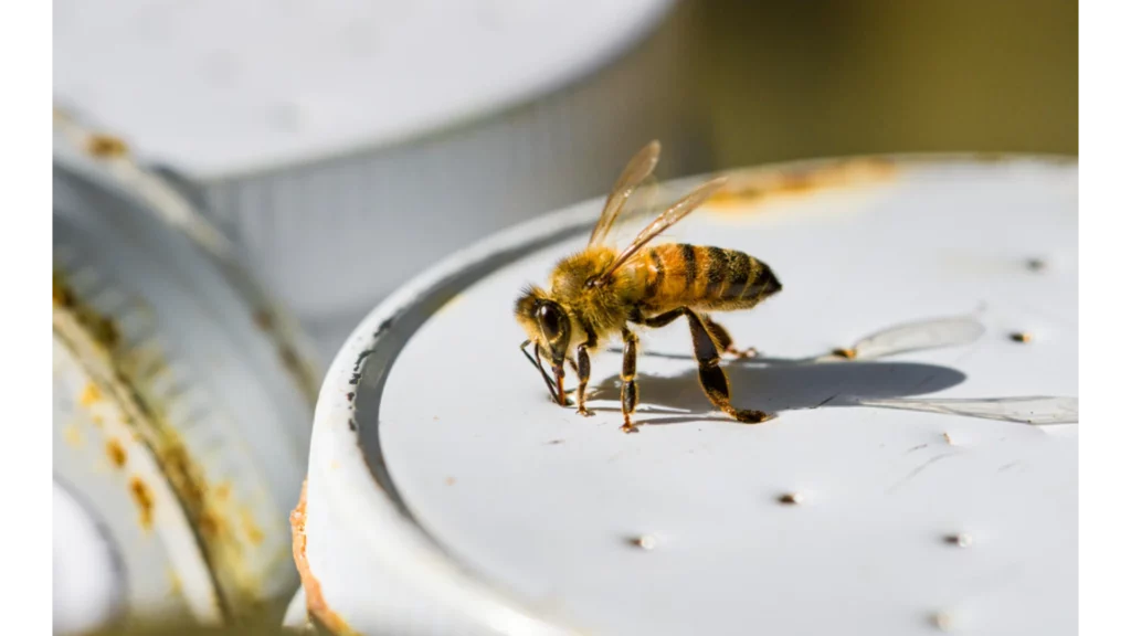 Mason Jar Bee Feeder DIY