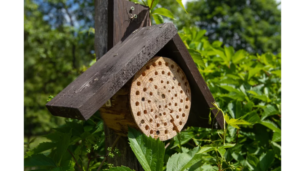 Carpenter Bee Homes DIY